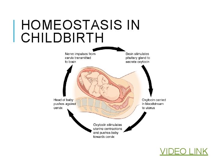 HOMEOSTASIS IN CHILDBIRTH VIDEO LINK 