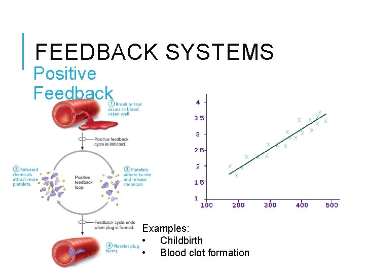 FEEDBACK SYSTEMS Positive Feedback Examples: • Childbirth • Blood clot formation 