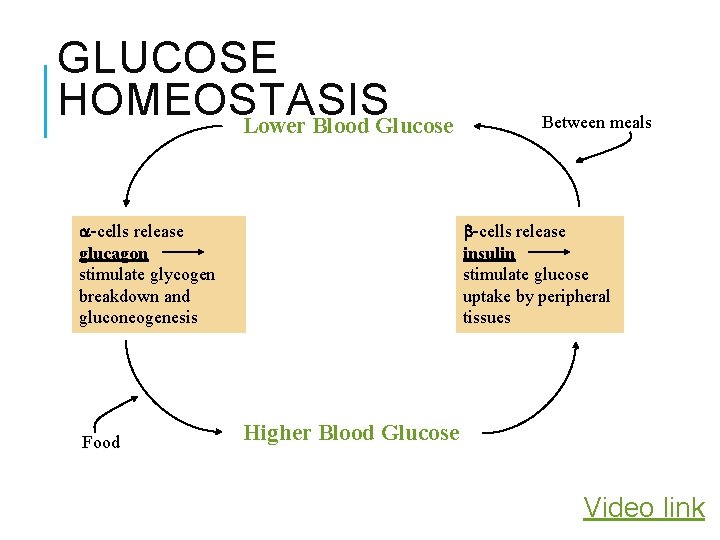 GLUCOSE HOMEOSTASIS Lower Blood Glucose -cells release glucagon stimulate glycogen breakdown and gluconeogenesis Food