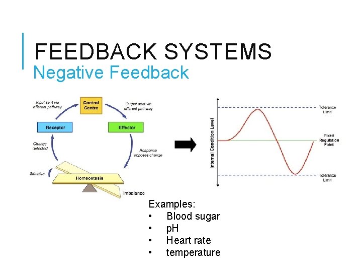 FEEDBACK SYSTEMS Negative Feedback Examples: • Blood sugar • p. H • Heart rate