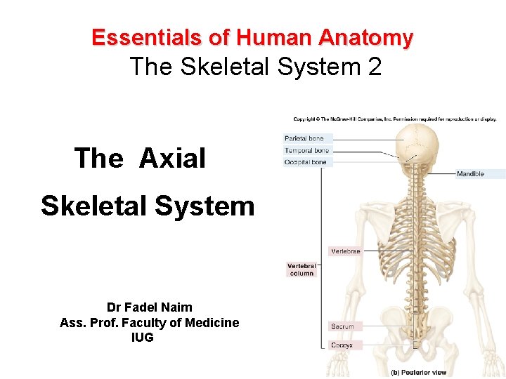 Essentials of Human Anatomy The Skeletal System 2 The Axial Skeletal System Dr Fadel