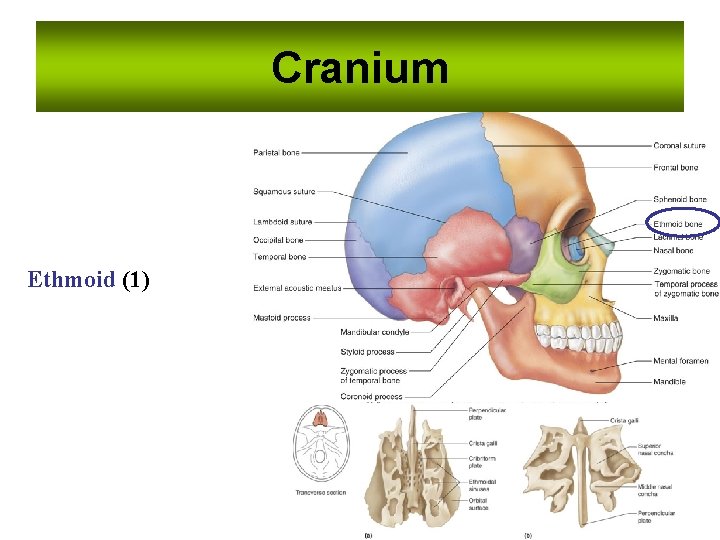 Cranium Ethmoid (1) 