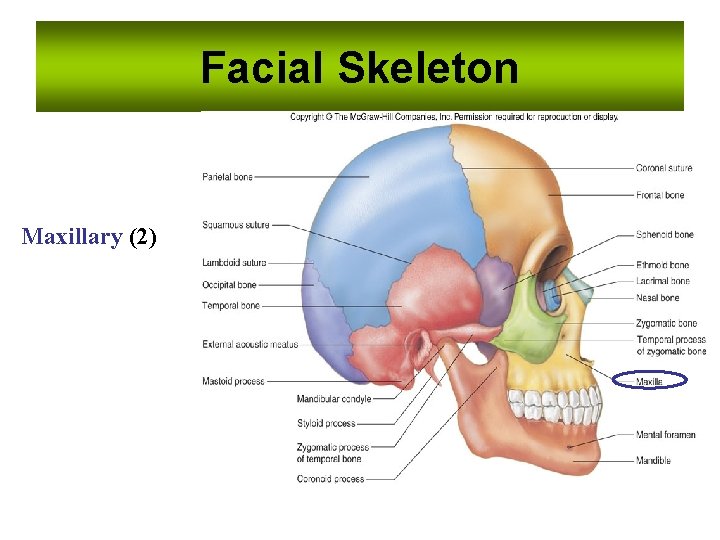Facial Skeleton Maxillary (2) 