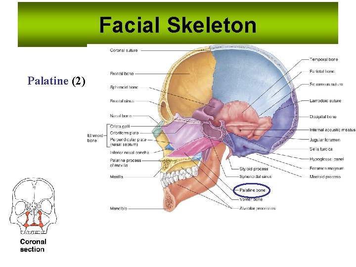 Facial Skeleton Palatine (2) 