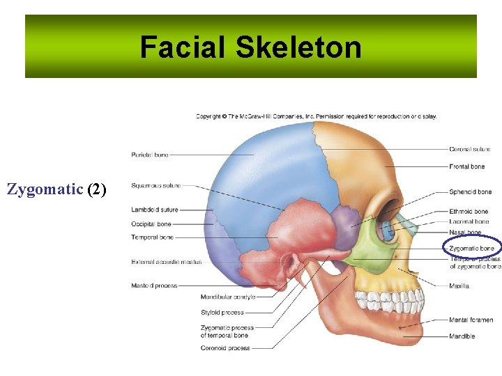 Facial Skeleton Zygomatic (2) 