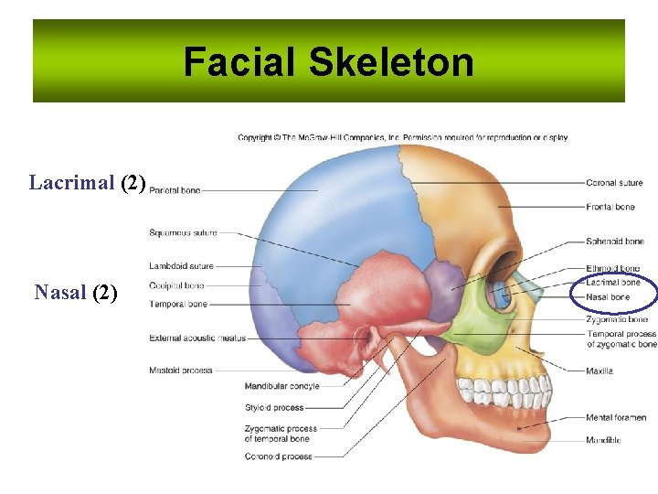 Facial Skeleton Lacrimal (2) Nasal (2) 