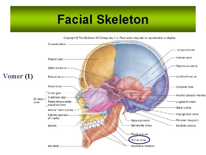 Facial Skeleton Vomer (1) 