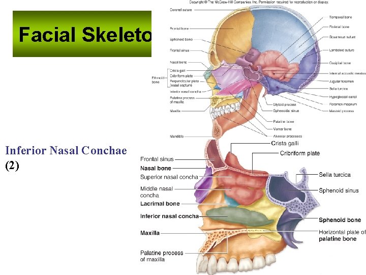 Facial Skeleton Inferior Nasal Conchae (2) 