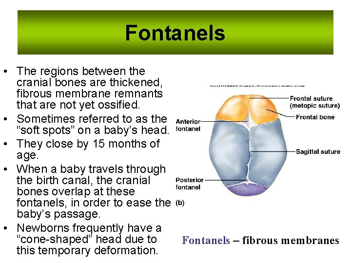 Fontanels • The regions between the cranial bones are thickened, fibrous membrane remnants that
