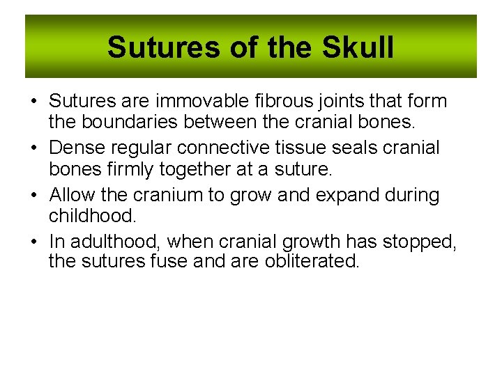 Sutures of the Skull • Sutures are immovable fibrous joints that form the boundaries