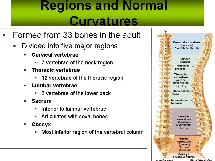 Regions and Normal Curvatures § Formed from 33 bones in the adult § Divided
