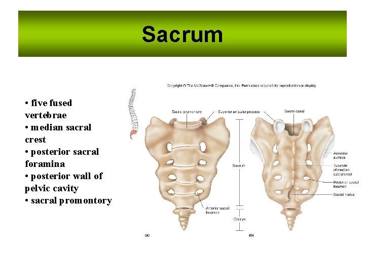Sacrum • five fused vertebrae • median sacral crest • posterior sacral foramina •