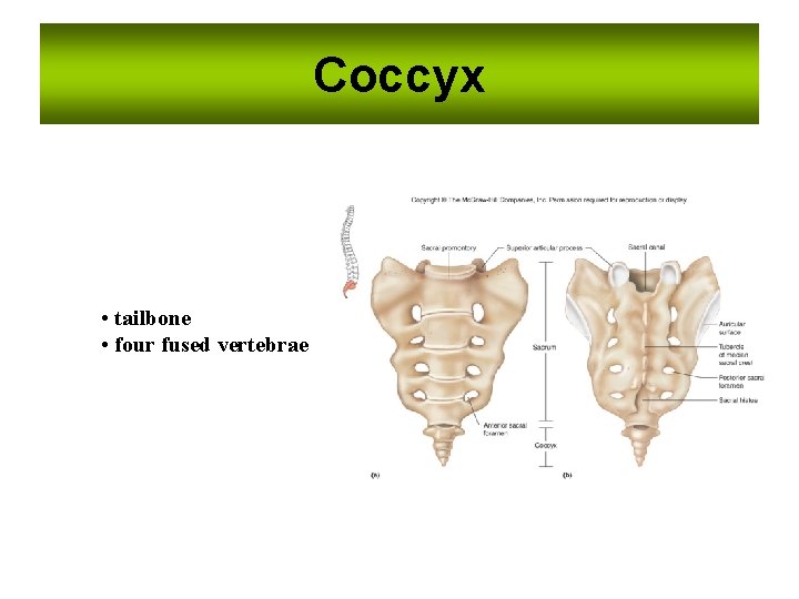 Coccyx • tailbone • four fused vertebrae 