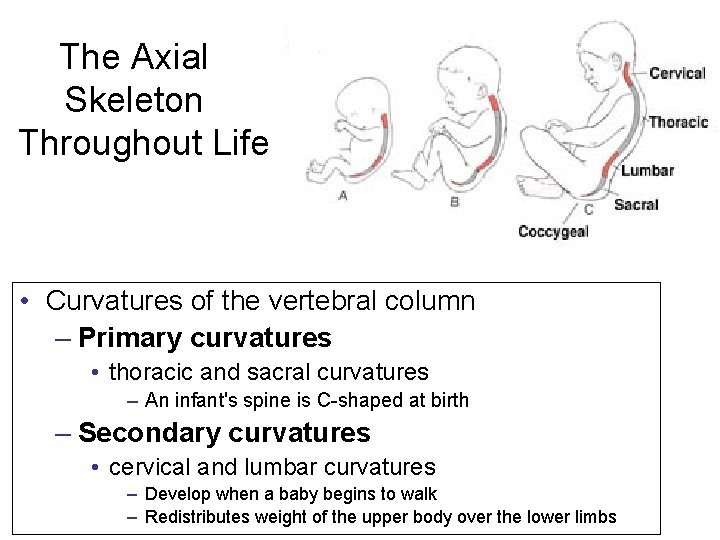 The Axial Skeleton Throughout Life • Curvatures of the vertebral column – Primary curvatures