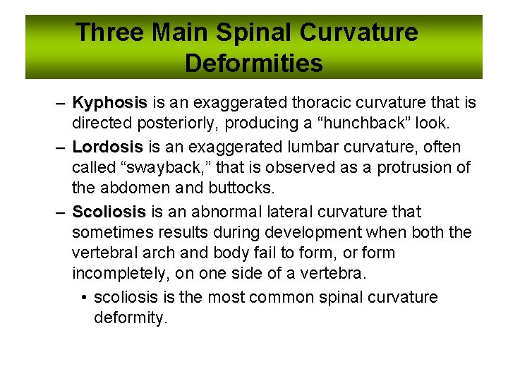 Three Main Spinal Curvature Deformities – Kyphosis is an exaggerated thoracic curvature that is