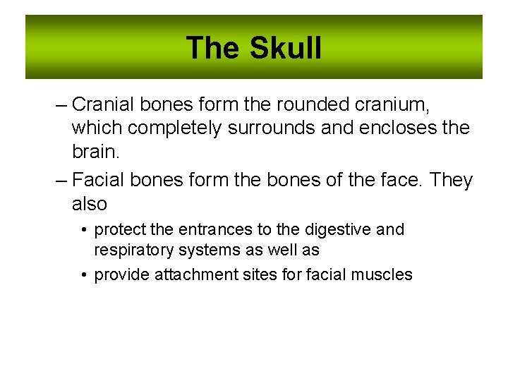The Skull – Cranial bones form the rounded cranium, which completely surrounds and encloses
