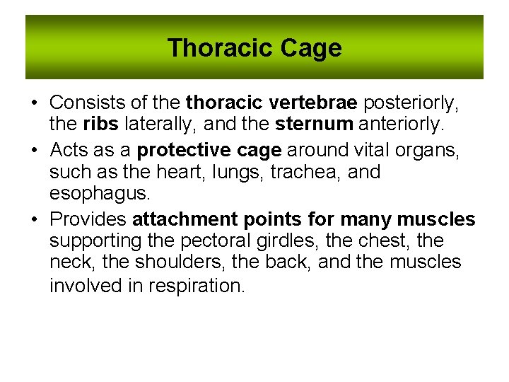 Thoracic Cage • Consists of the thoracic vertebrae posteriorly, the ribs laterally, and the