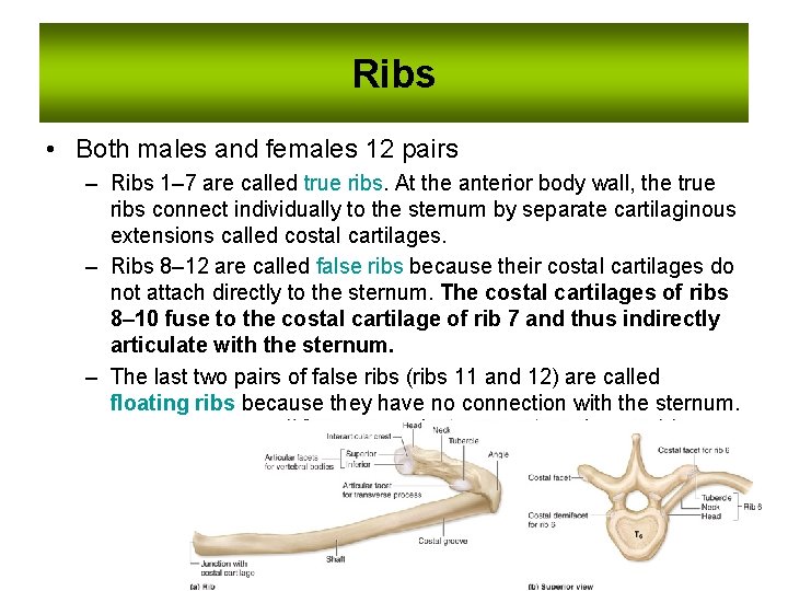 Ribs • Both males and females 12 pairs – Ribs 1– 7 are called