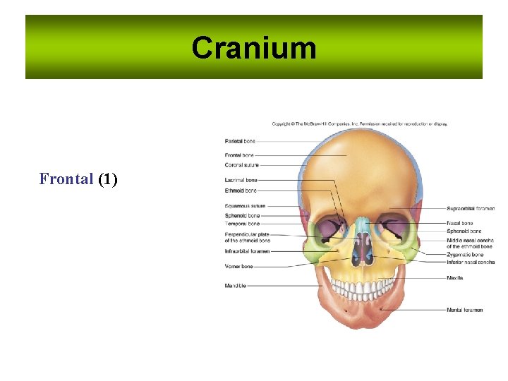 Cranium Frontal (1) 