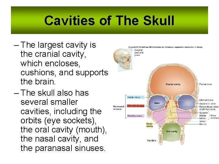 Cavities of The Skull – The largest cavity is the cranial cavity, which encloses,