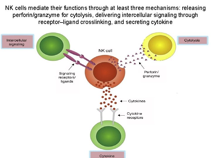 NK cells mediate their functions through at least three mechanisms: releasing perforin/granzyme for cytolysis,