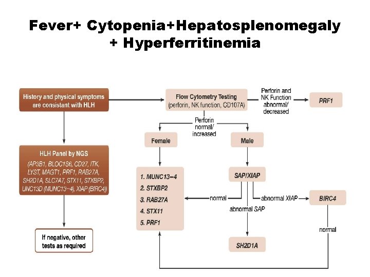 Fever+ Cytopenia+Hepatosplenomegaly + Hyperferritinemia 