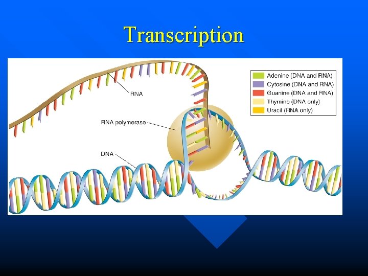 12 3 RNA and Protein Synthesis n 12