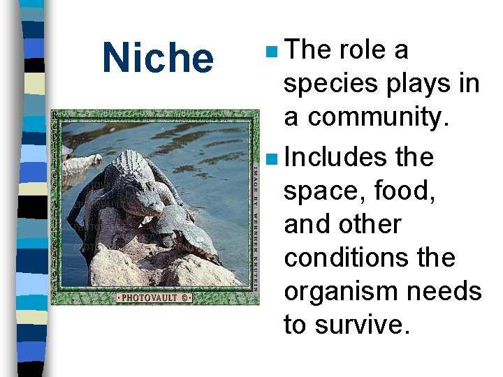 Niche n The role a species plays in a community. n Includes the space,