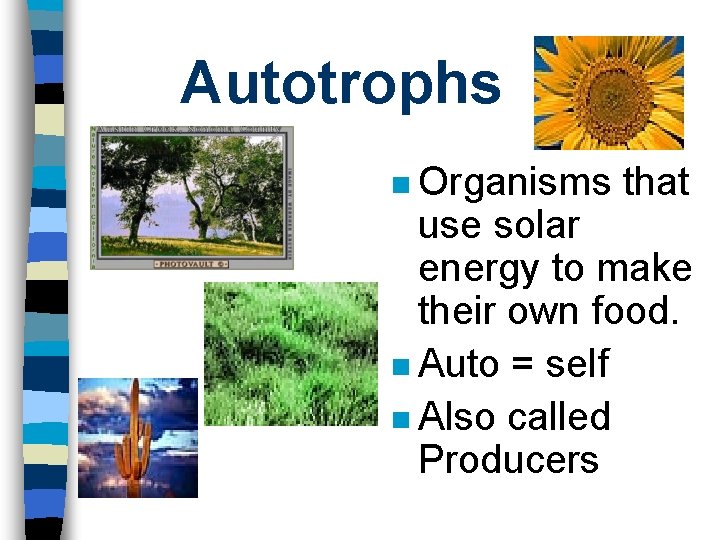 Autotrophs n Organisms that use solar energy to make their own food. n Auto