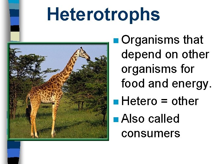 Heterotrophs n Organisms that depend on other organisms for food and energy. n Hetero