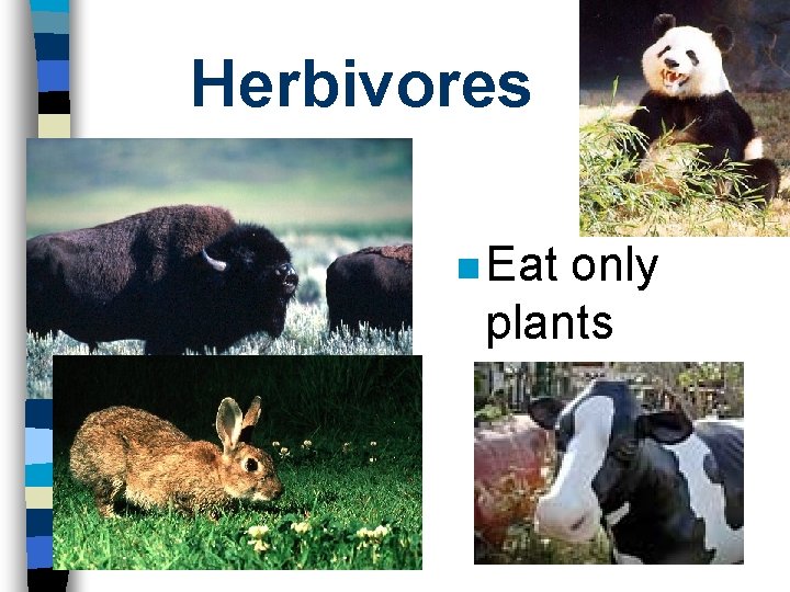 Herbivores n Eat only plants 