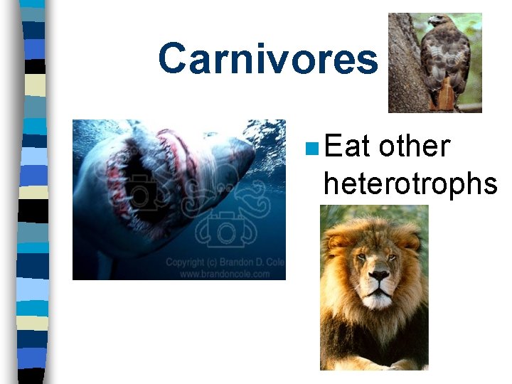 Carnivores n Eat other heterotrophs 