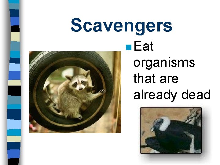 Scavengers n Eat organisms that are already dead 