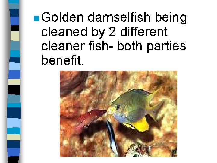 n Golden damselfish being cleaned by 2 different cleaner fish- both parties benefit. 