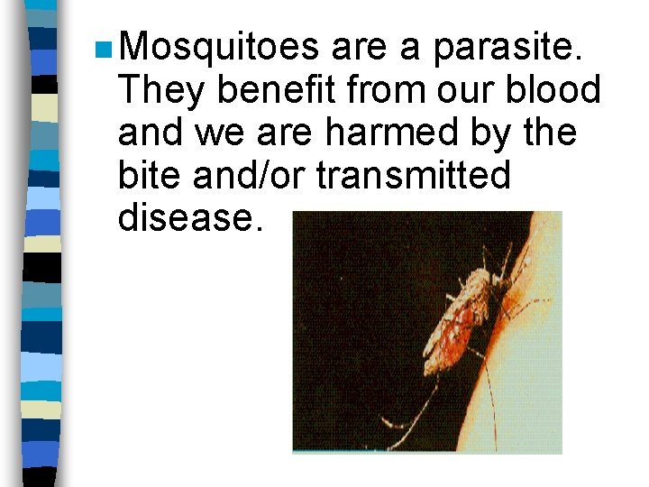 n Mosquitoes are a parasite. They benefit from our blood and we are harmed