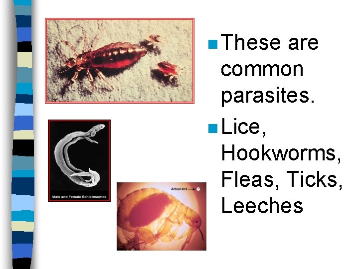 n These are common parasites. n Lice, Hookworms, Fleas, Ticks, Leeches 