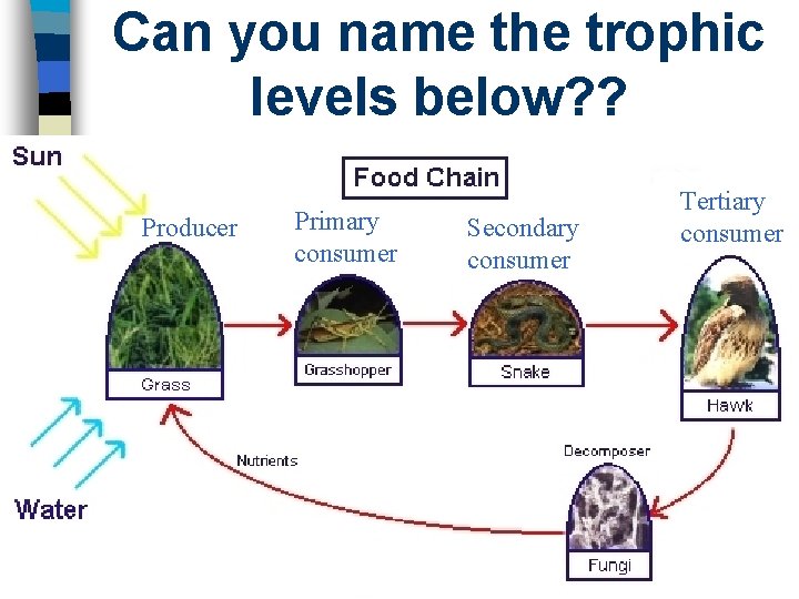 Can you name the trophic levels below? ? Producer Primary consumer Secondary consumer Tertiary