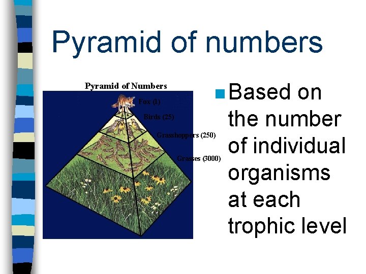 Pyramid of numbers Pyramid of Numbers Fox (1) n Based Birds (25) Grasshoppers (250)