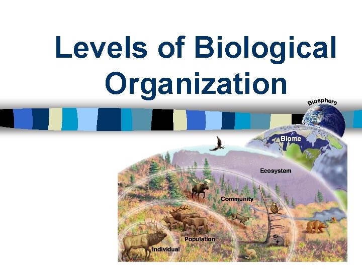 Levels of Biological Organization 
