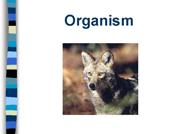 Organism 