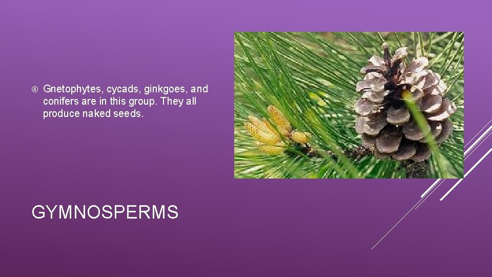  Gnetophytes, cycads, ginkgoes, and conifers are in this group. They all produce naked