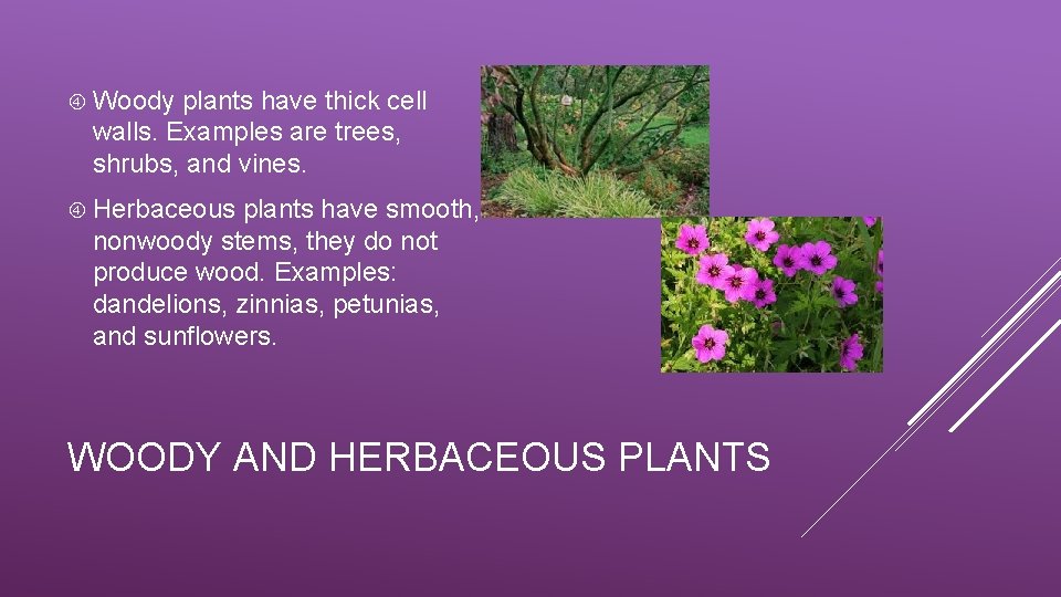  Woody plants have thick cell walls. Examples are trees, shrubs, and vines. Herbaceous