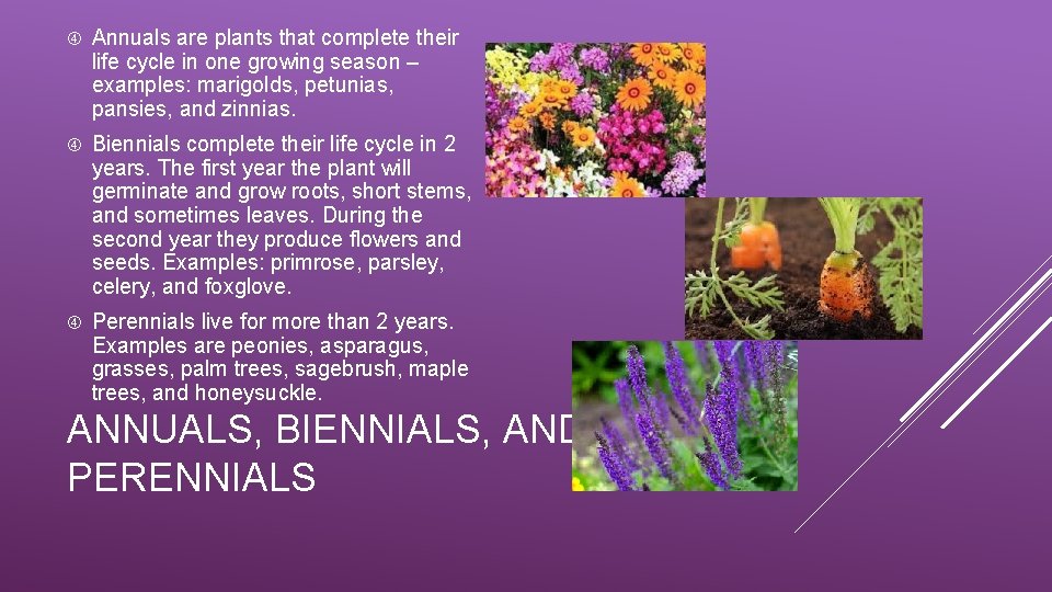  Annuals are plants that complete their life cycle in one growing season –