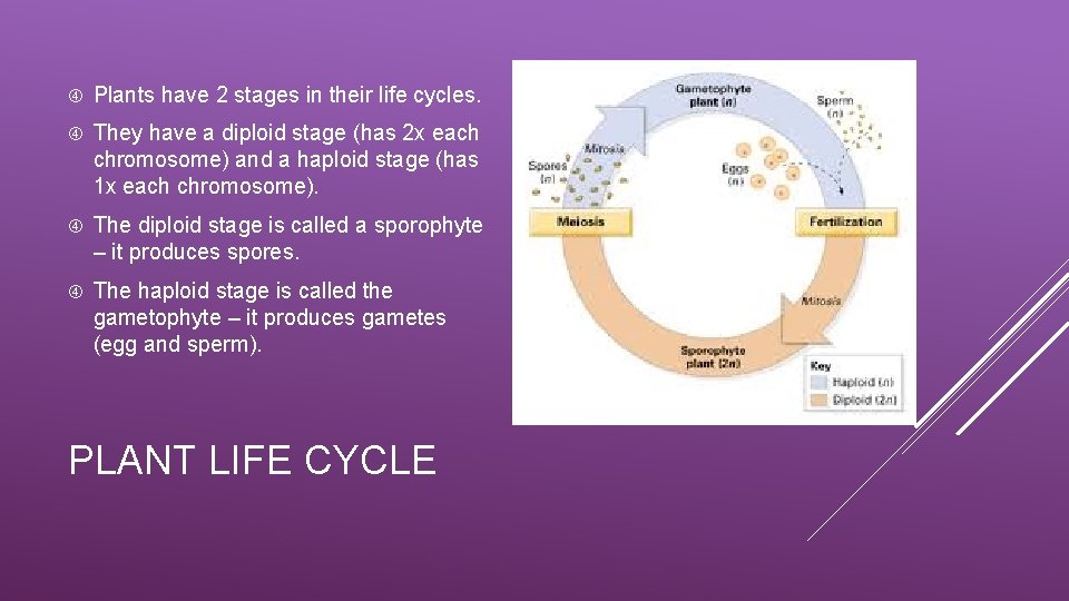  Plants have 2 stages in their life cycles. They have a diploid stage