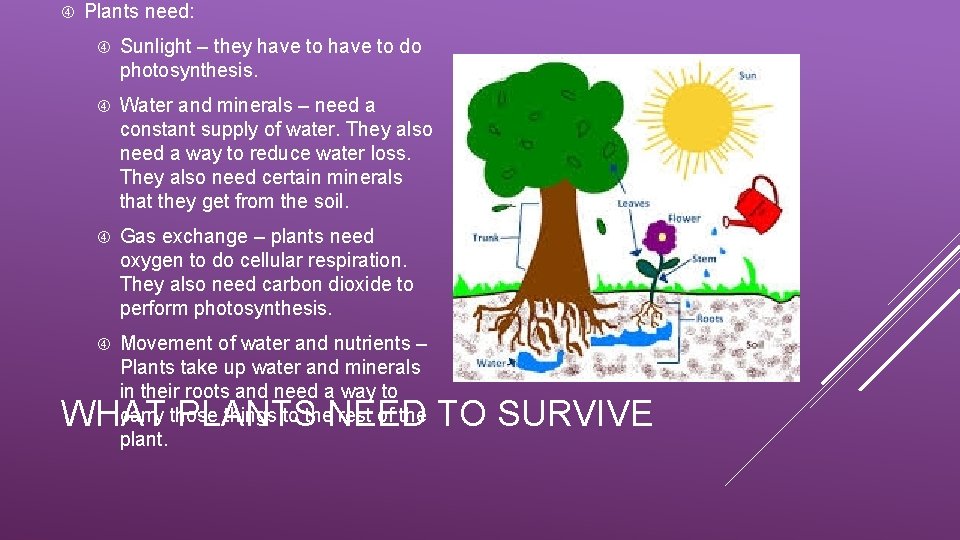  Plants need: Sunlight – they have to do photosynthesis. Water and minerals –