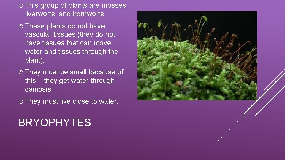  This group of plants are mosses, liverworts, and hornworts. These plants do not