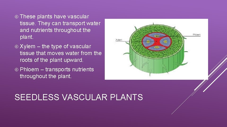  These plants have vascular tissue. They can transport water and nutrients throughout the