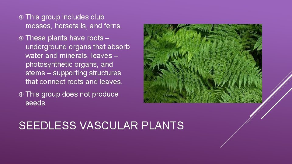  This group includes club mosses, horsetails, and ferns. These plants have roots –