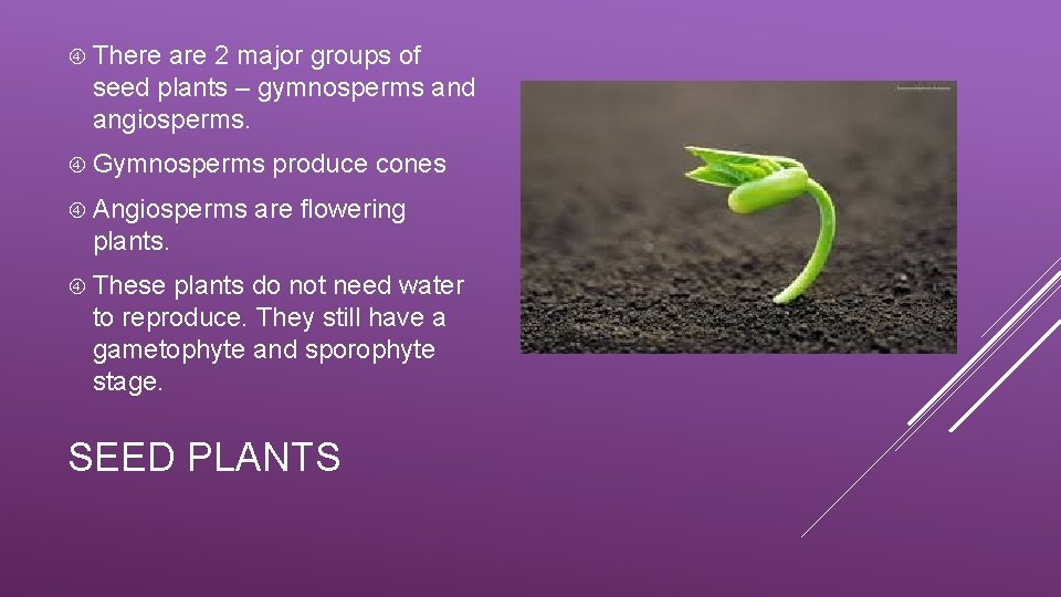  There are 2 major groups of seed plants – gymnosperms and angiosperms. Gymnosperms