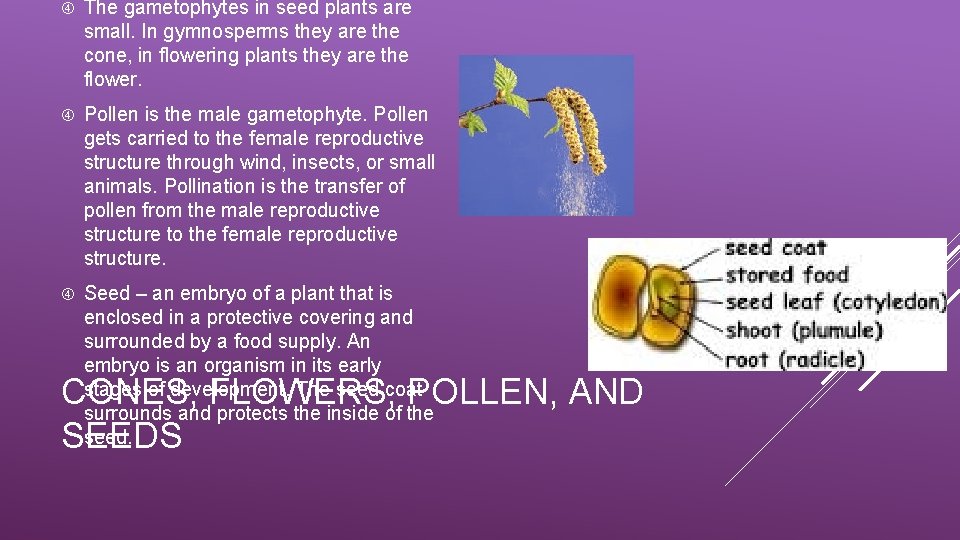  The gametophytes in seed plants are small. In gymnosperms they are the cone,